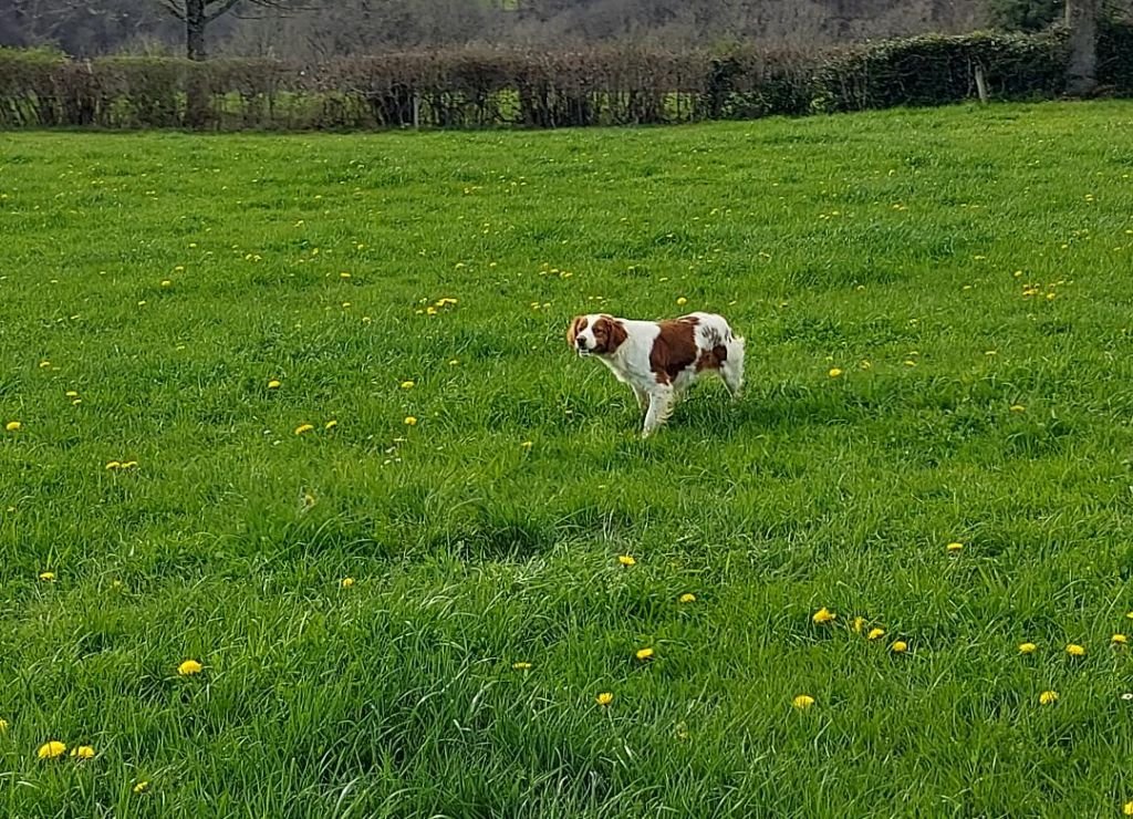 Tessy des sous Bois de Laguinie