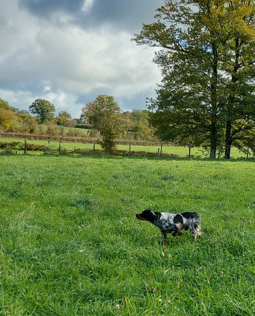 CH. Volcan des sous Bois de Laguinie