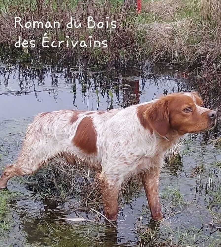 des sous Bois de Laguinie - Mariage