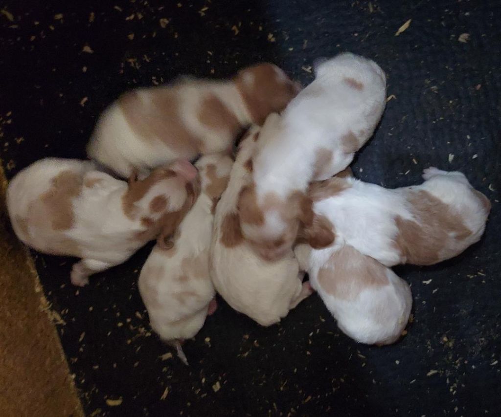 Chiot Epagneul Breton des sous Bois de Laguinie