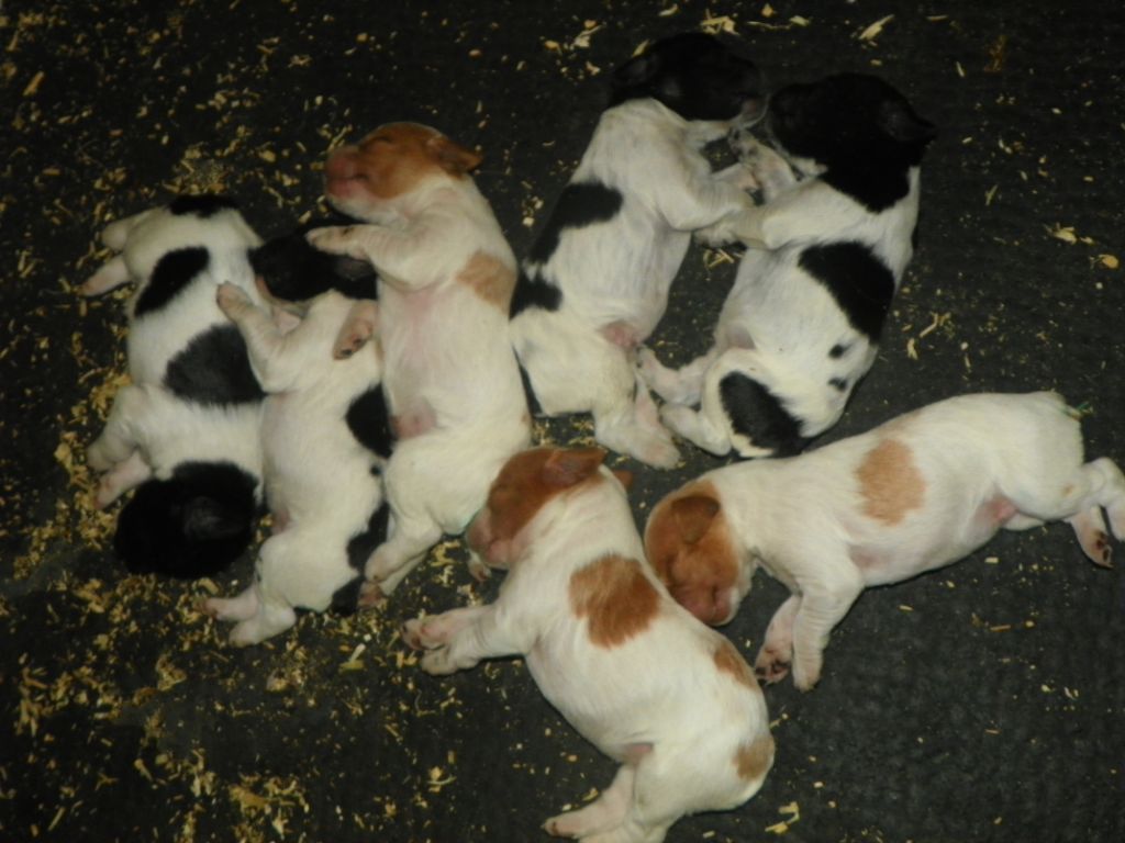 Chiot Epagneul Breton des sous Bois de Laguinie